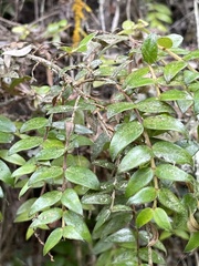 Metrosideros diffusa