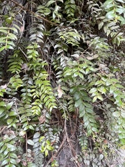 Metrosideros diffusa