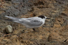 Sterna hirundo longipennis