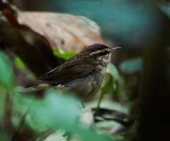 Urosphena squameiceps