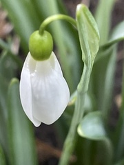 Galanthus × valentinei
