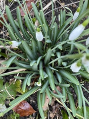 Galanthus × valentinei