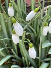 Galanthus × valentinei
