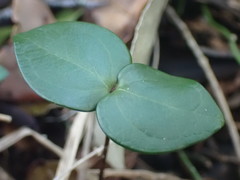 Chionanthus foveolatus