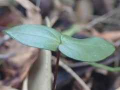 Chionanthus foveolatus