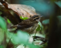 Urosphena squameiceps