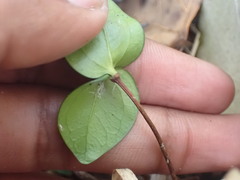 Chionanthus foveolatus