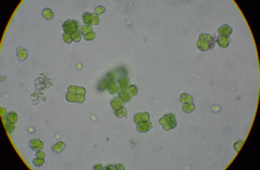 Desmococcus olivaceus