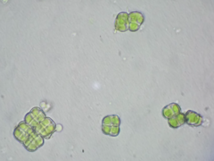 Desmococcus olivaceus