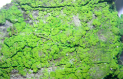 Desmococcus olivaceus