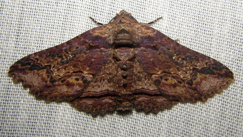 Pericyma mendax Walker, 1857