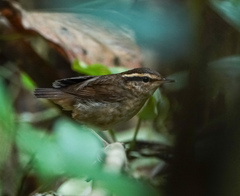 Urosphena squameiceps