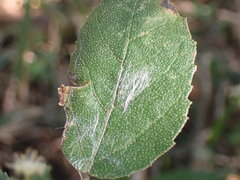 Croton rivularis
