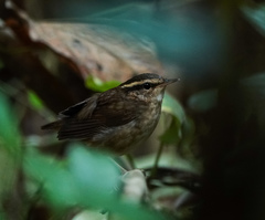 Urosphena squameiceps