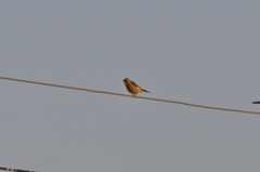 Chloris sinica