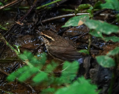 Urosphena squameiceps