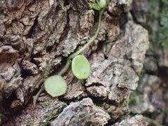 Peperomia bangroana