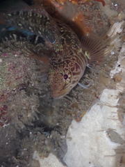 Ruanoho decemdigitatus