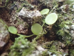 Peperomia bangroana
