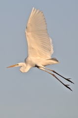 Ardea alba