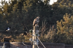 Buteo japonicus