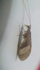Nusalala tessellata