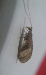 Nusalala tessellata