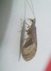 Nusalala tessellata