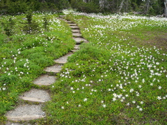 Erythronium montanum
