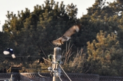 Buteo japonicus