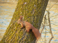 Sciurus vulgaris