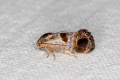 Eupselia beatella
