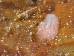 Acotylea