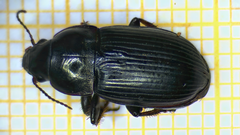 Zabrus tenebrioides