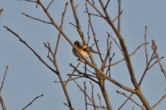Fringilla montifringilla