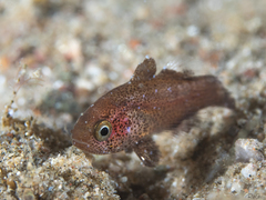 Apogonichthys perdix