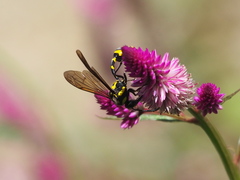 Phimenes flavopictus formosanus