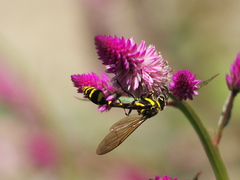 Phimenes flavopictus formosanus