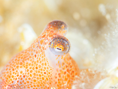Callistoctopus ornatus