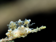 Eubranchus rubropunctatus