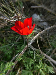 Anemone coronaria