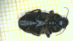 Zabrus tenebrioides