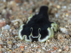 Pseudoceros duplicinctus