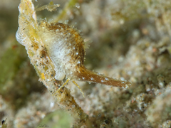 Trivirostra triticum