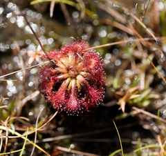 Drosera kaieteurensis