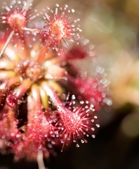Drosera kaieteurensis