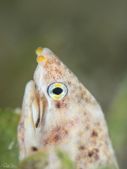 Callechelys marmorata