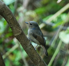 Niltava macgrigoriae