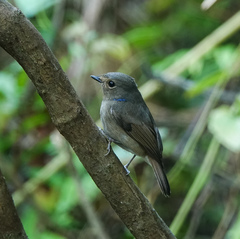 Niltava macgrigoriae