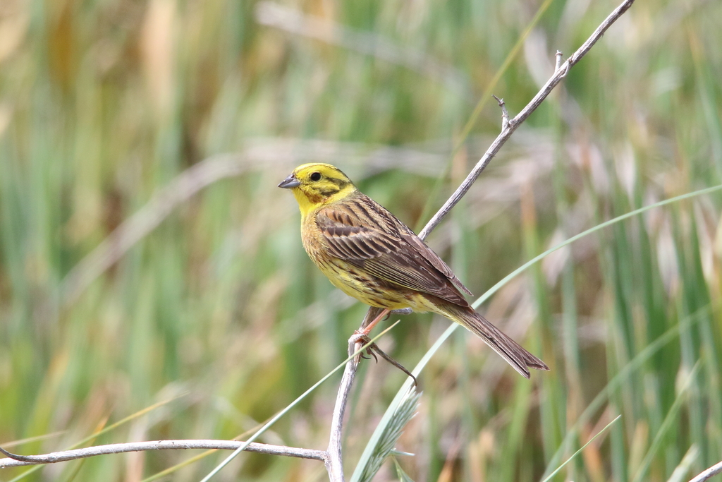 Bruant jaune